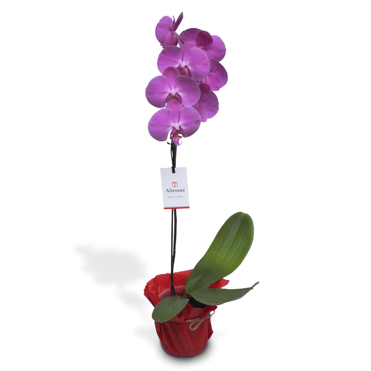 Planta de Orquídea: hermosa planta morada, Florería Alirosas